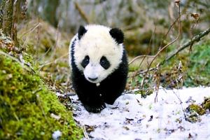 《熊猫回家路》成小黑马票房飘红(图)